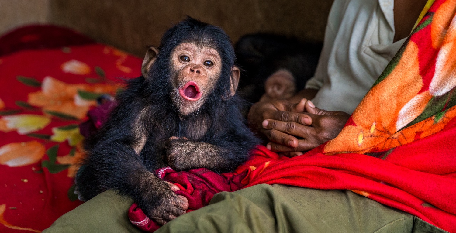 Why Is Congo’s Bukavu Safe to Visit & What Does It Offer? Gorilla